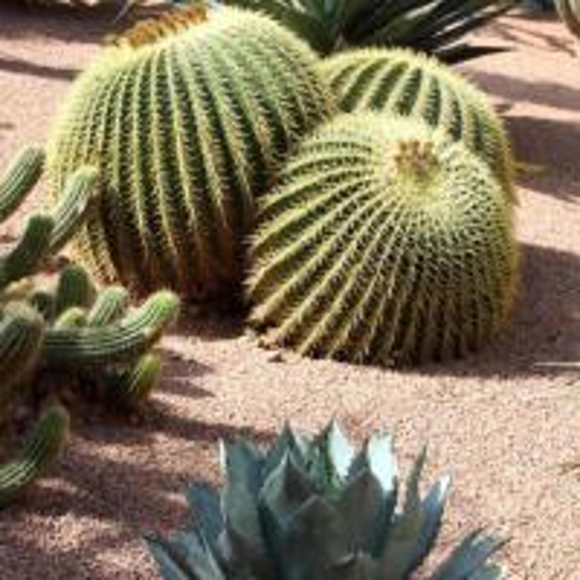 Riad Al Nakhil Marrakesh Ngoại thất bức ảnh